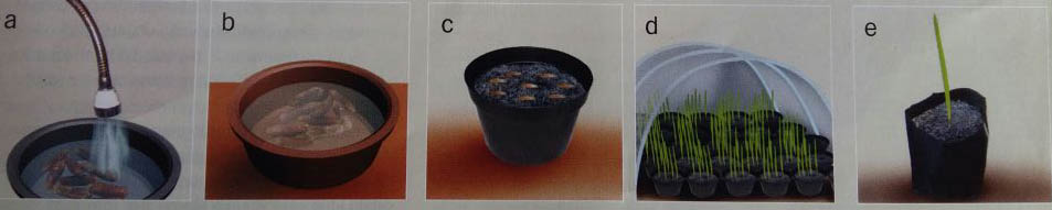 Perbanyak-Bibit-Kurma