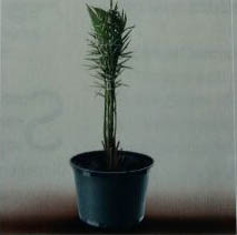 Perbanyak-Bibit-Kurma