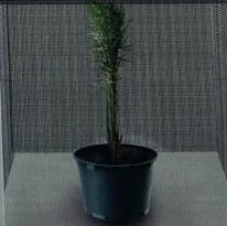 Perbanyak-Bibit-Kurma