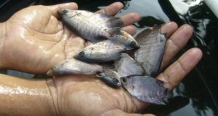 bisnis ikan gurame