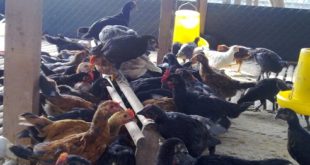 pakan alternatif ayam
