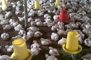 tempat minum ayam