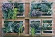 7 Jenis Tanaman Vertical Garden Ini Patut Anda Coba