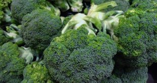 budidaya brokoli