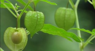 manfaat buah ciplukan