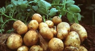 cara menanam kentang di polybag