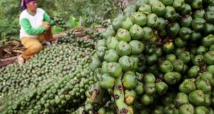 Dimanakah tanaman cengkeh dapat ditemukan di indonesia
