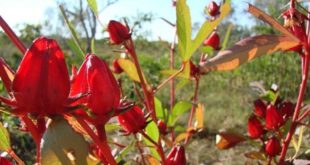 tanaman rosella