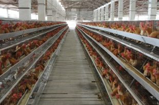 jenis kandang ayam petelur